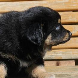 Miniature Australian Shepherd Puppy Ready for a New Home in Morganton, ga