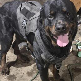 Rottweiler - Born December 3rd, 2022, needs a new home in Davenport, ia