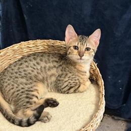 Bronze Egyptian Mau Kittens Available for Deposit in Lafayette, in