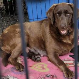 Full Blooded Female Chocolate Labrador Retriever for Adoption in Taylorsville, nc
