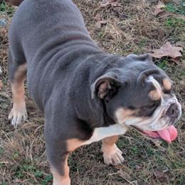 Female English Bulldog, 4 Years Old, Needs Loving Home in Gainesville, mo