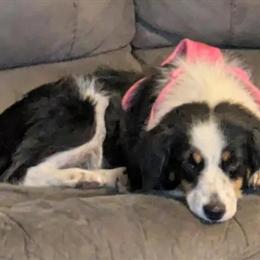 Mini Australian Shepherd Female for Adoption in Gainesville, mo