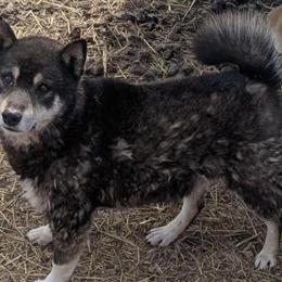 Shiba Inus for Sale - Male and Female Available in Gainesville, mo