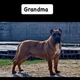 Presa Canario Female, 7 Months Old, Champion Bloodline in Milwaukee, wi
