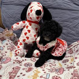 Mini Goldendoodle Puppies for Valentine's Day in Waco, tx