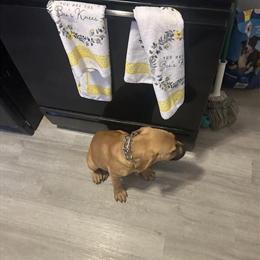 Mastiff Puppy for Sale in Toledo, oh