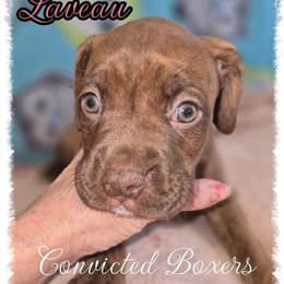 Chocolate Brindle Boxer Puppy - Female Ready April 18 in Manistique, mi