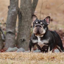 Female French Bulldog Puppy Available in Fayetteville, nc