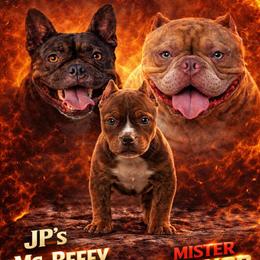 Micro Bullies: 3 Males and 1 Female Available in Selma, nc