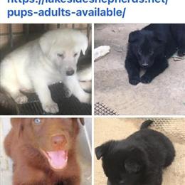 German Shepherds Available in Various Colors in Lexington, tn