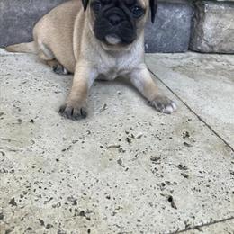 Quality Pug Puppies Available in Spring Hill, FL in Brooksville, fl