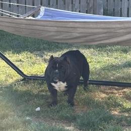 1 Year Old Female American Bully Looking for Family Home in Indianapolis, in