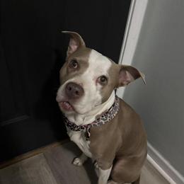 Found dog in Indianapolis in Indianapolis, in