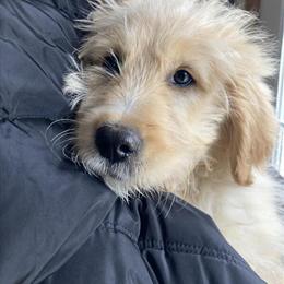 Miniature Goldendoodle Ready for a Forever Home in Byesville, oh