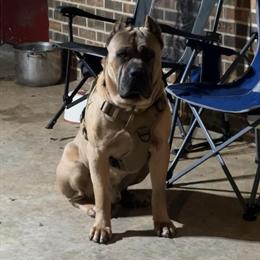 Male puppy available for adoption in Montgomery, al