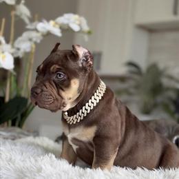Beautiful Female Chocolate American Bully Puppies for Valentine's Day in Dallas, tx
