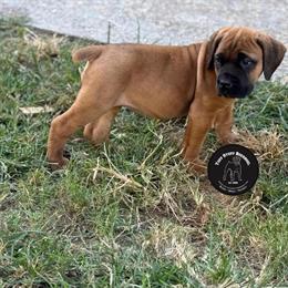South African Boerboel Puppies for Sale in Portsmouth, va