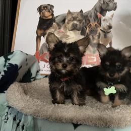 Yorkshire Terrier Puppies Ready for New Homes in Cincinnati, oh