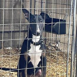 Bull Terrier Puppies Available - Male and Female in Cincinnati, oh