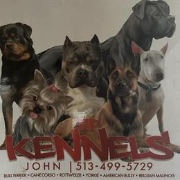 Cane Corso Male Puppy Named Thor in Cincinnati, oh