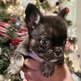 Fluffy Female French Bulldog Looking for a Home in Deltona, fl