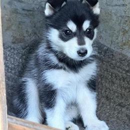 Siberian Husky puppies seeking forever homes in Earlimart, ca