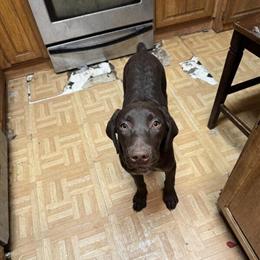 German Shorthair Puppy Ready for Forever Home in Duluth, mn
