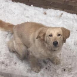 Golden Retriever Stud Service Available in Newport, mi