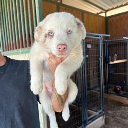 Border Collie Puppies Ready for Forever Homes in Norco, ca