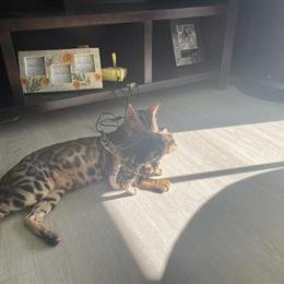 Bengal Kitten Available - 6 Weeks Old in La Crosse, wi