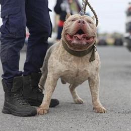American Bully Zeus Da God - $1000 Stud Fee in Brooklyn, ny