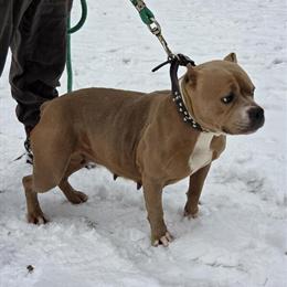 Bully Female Available for Adoption in Grove City, pa