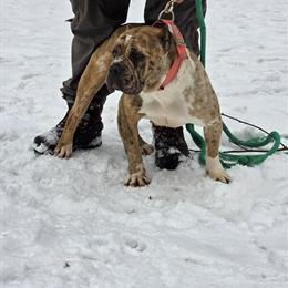 Female Bully for Adoption in Grove City, pa
