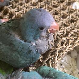 Quaker Parrots: Handfed Violet and Green Babies Available in Ashburn, va