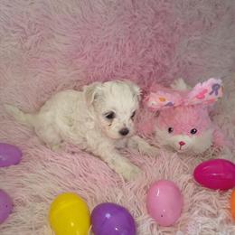 Maltipoo Puppies Available in Columbus, oh