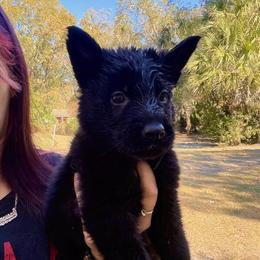 Purebred German Shepherd Puppies Available in Orlando, fl