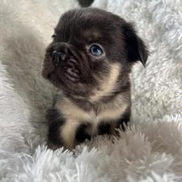 Gorgeous Male French Bulldog Puppy Available in Chicago in Berwyn, il