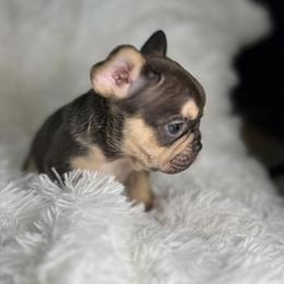 Male French Bulldog Puppy Available in Chicago, IL - 6 Weeks Old in Berwyn, il