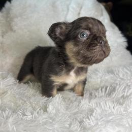 Fluffy Female French Bulldog Puppy in Chicago - Black & Tan in Berwyn, il