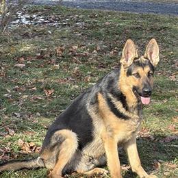 German Shepherd Puppies from Working Lines - 1 Female Available in Wurtsboro, ny