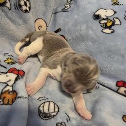 Newfoundland Puppy - White - Female Available Now in Cheyenne, wy