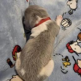 Newfoundland Puppy - Red Male Available in Texas in Cheyenne, wy