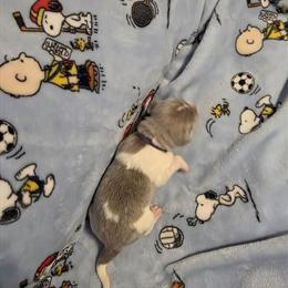 Newfoundland Puppy - Female (Padme) Available for Adoption in Cheyenne, wy