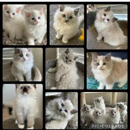 Ragdoll Kittens TICA Registered in Riverside, ca