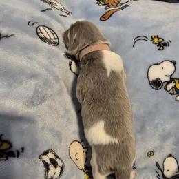 Newfoundland Puppy - Female - Available for Adoption in Cheyenne, wy