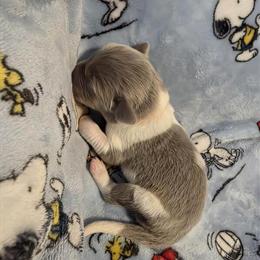 Newfoundland Puppy - Male - Ready to Go Home in 8 Weeks in Cheyenne, wy