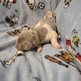 Newfoundland Puppy - Female Available Now in Cheyenne, wy