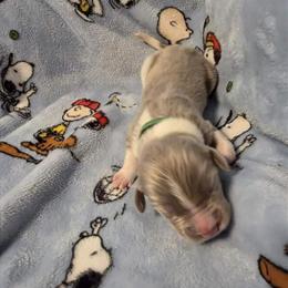 Newfoundland Puppy - Gray Male Available for Adoption in Cheyenne, wy