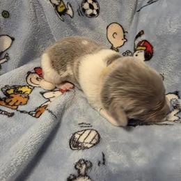 Newfoundland Puppy - Gray - Female Available in Cheyenne, wy