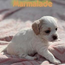 Maltipoo Puppies - Adorable and Sweet Natured in Oroville, ca